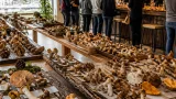 Amorebieta dedica el fin de semana a las setas con salida al monte, exposición y pintxos