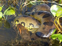 Nueva especie de anaconda: descubrimiento del serpiente más grande del mundo Nueva especie de anaconda: descubrimiento del serpiente más grande del mundo
