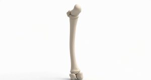 ¿Cuál es el hueso más largo del cuerpo humano? ¡Descubre la sorprendente respuesta ! ¿Cuál es el hueso más largo del cuerpo humano? ¡Descubre la sorprendente respuesta !