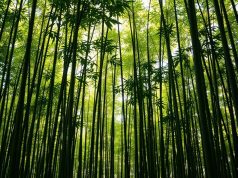 Los beneficios del bambú: una planta con múltiples ventajas Beneficios del bambú: una planta con múltiples ventajas