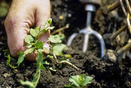 Descubre el ingrediente secreto que los jardineros adoran para eliminar malas hierbas sin esfuerzo: ¡no creeras lo que tienes en tu cocina! Descubre el ingrediente secreto que los jardineros adoran para eliminar malas hierbas sin esfuerzo: ¡no creeras lo que tienes en tu cocina!
