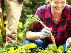 Descubre por qué plantar tomates y calabacines a mediados de mayo es la clave para una cosecha abundante Descubre por qué plantar tomates y calabacines a mediados de mayo es la clave para una cosecha abundante