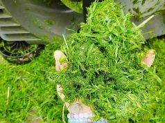 Transforma tu hierba cortada en tesoros: ¡descubre los secretos para un jardín ecológico y vibrante! Transforma tu hierba cortada en tesoros: ¡descubre los secretos para un jardín ecológico y vibrante!