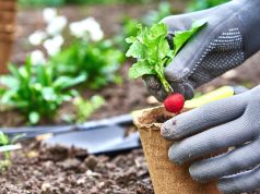 Transforma tu pequeño jardín en un huerto impresionante: descubre la técnica africana que lo hace posible con poco esfuerzo y grandes cosechas. Transforma tu pequeño jardín en un huerto impresionante: descubre la técnica africana que lo hace posible con poco esfuerzo y grandes cosechas.